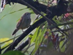 Crescent-chested Babbler